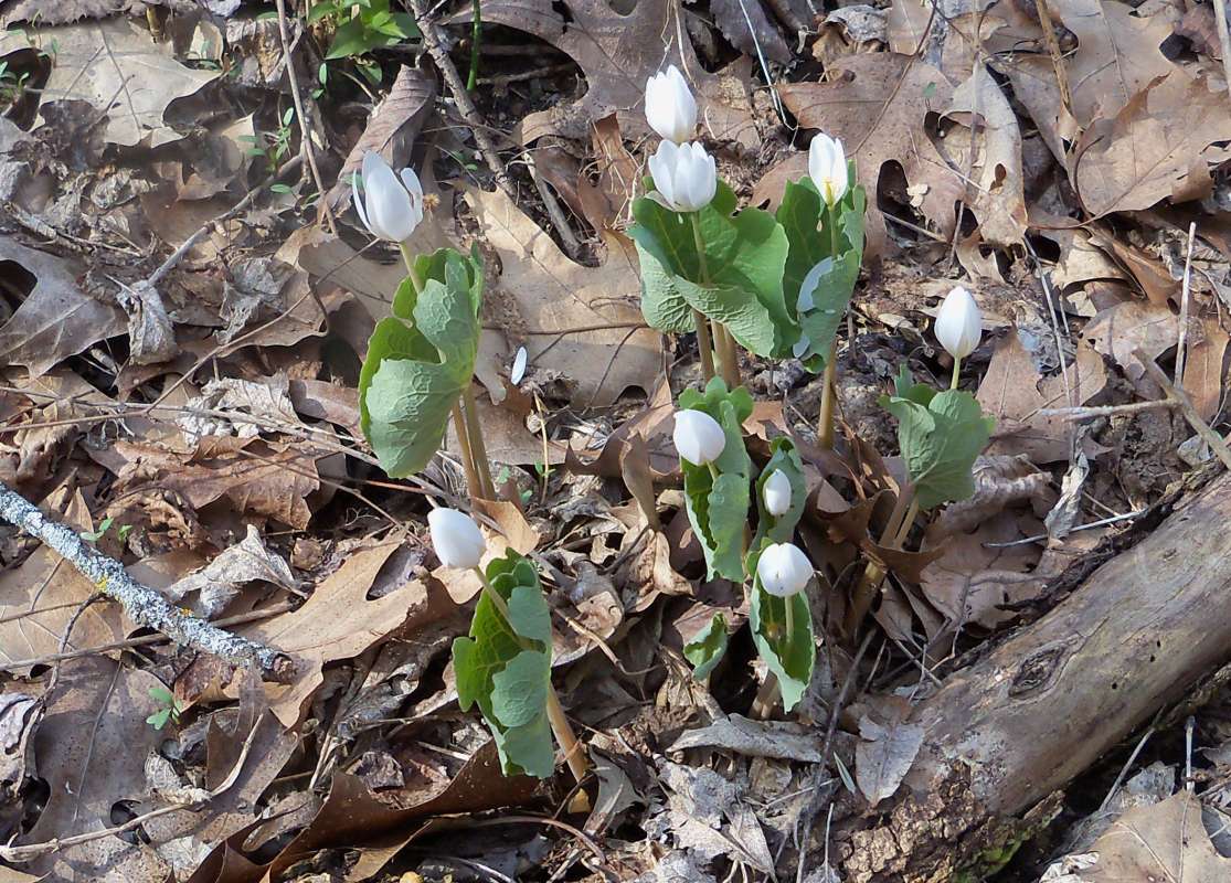 Habitat View<br>(Location of Picture: X-Tal Lake, Ill, April 28, 2013)