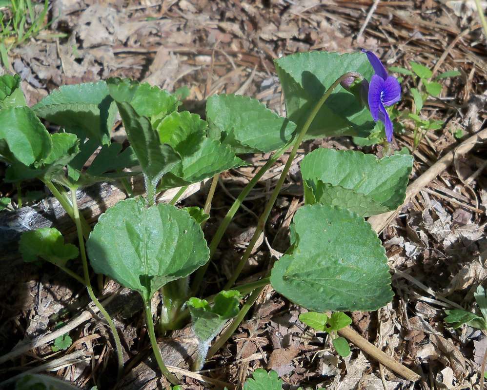 Silhouette<br>(Location of Picture: Sterns Woods,  Mck Co, April 2013)