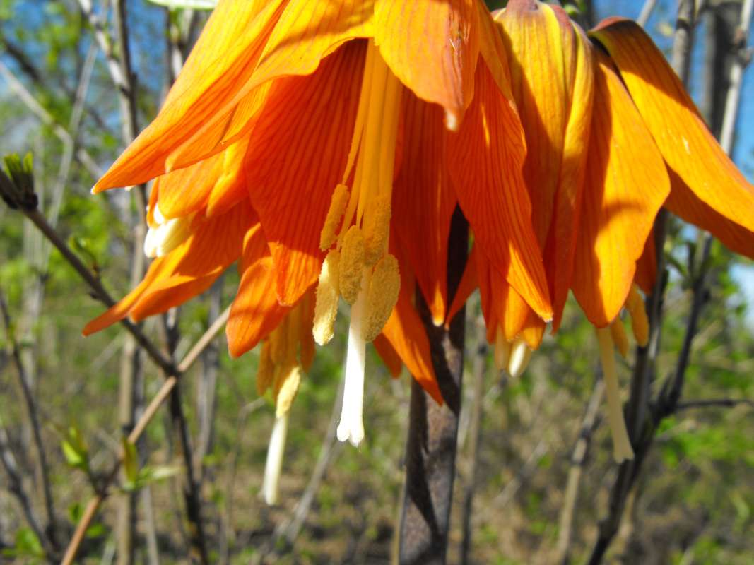 Stamens and Pistils<br>(Location of Picture: Sterns Woods, Crystal Lake, Il, '13)