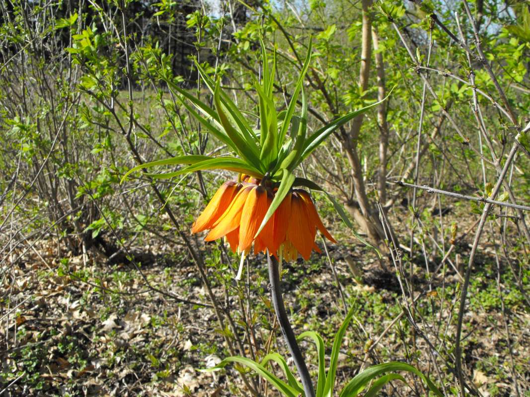 Top of Plant in Bloom<br>(Location of Picture: Sterns Woods, Crystal Lake, Il, '13)