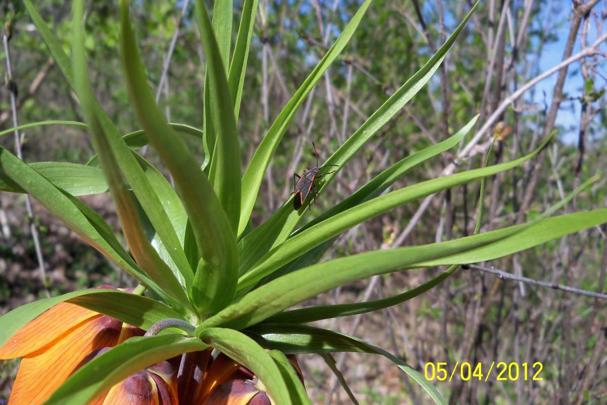 On escaped house plant, April 2013<br>(Location of Picture: Sterns Woods, Crystal Lake, Il, USA)