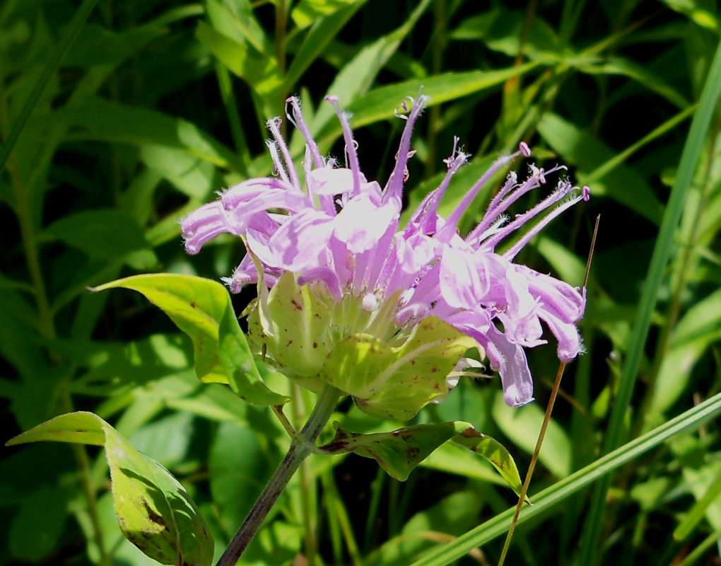 Flower - Side View<br>(Location of Picture: Zion Beach SP, IL., July 25, 2013)