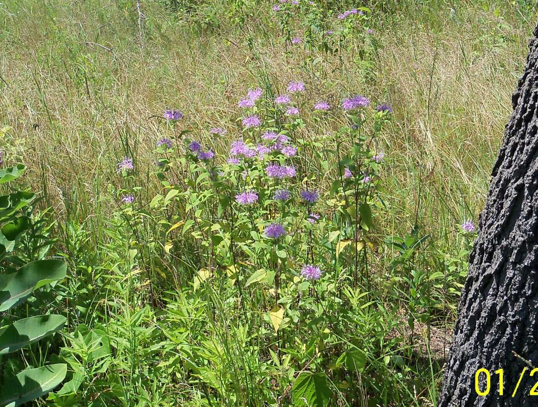 Habitat View<br>(Location of Picture: Zion Beach SP, IL., July 25, 2013)