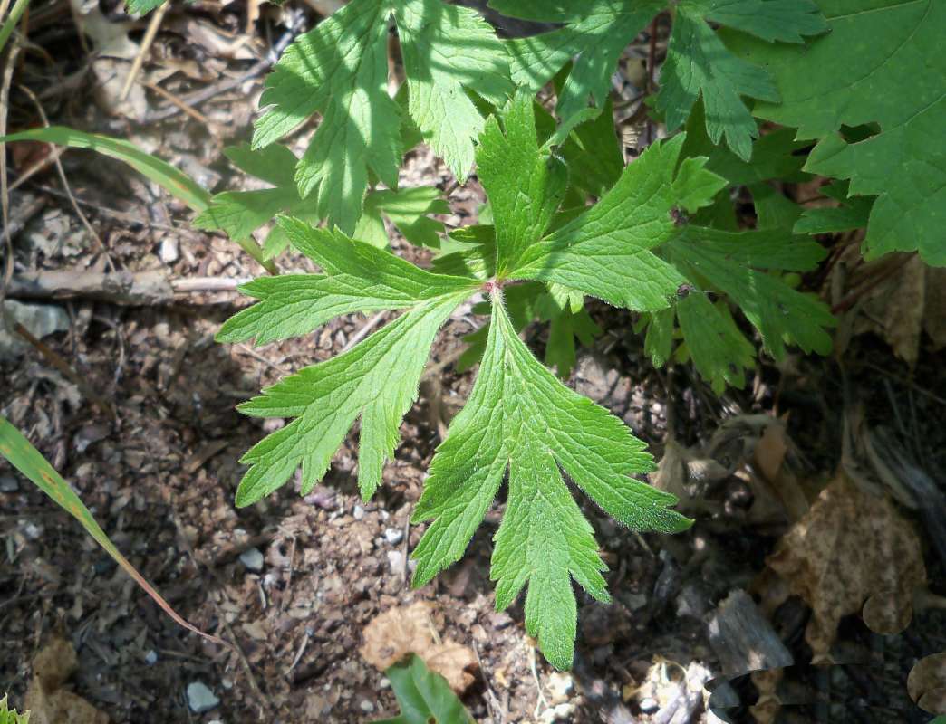 Leaf<br>(Location of Picture: Zion Beach SP, Il., July 25, 2013)