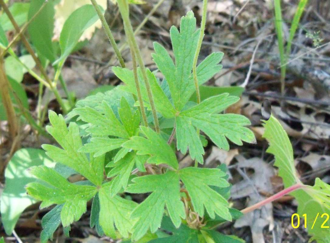Leaves<br>(Location of Picture: Zion Beach SP, Il., July 25, 2013)