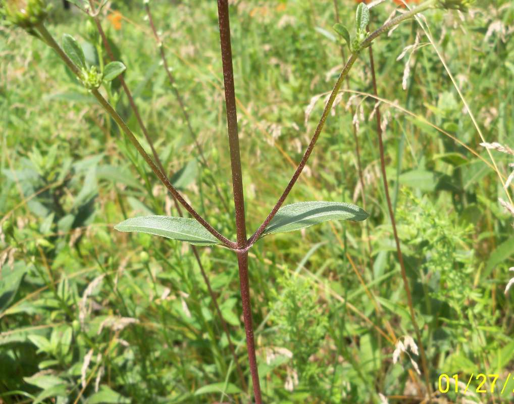 Naked Stem<br>(Location of Picture: Zion Beach SP, Il,  July 25, 2013)