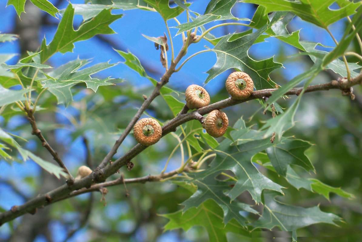 Young Acorns<br>(Location of Picture: Zion Beach SP, Il. July 25, 2013)