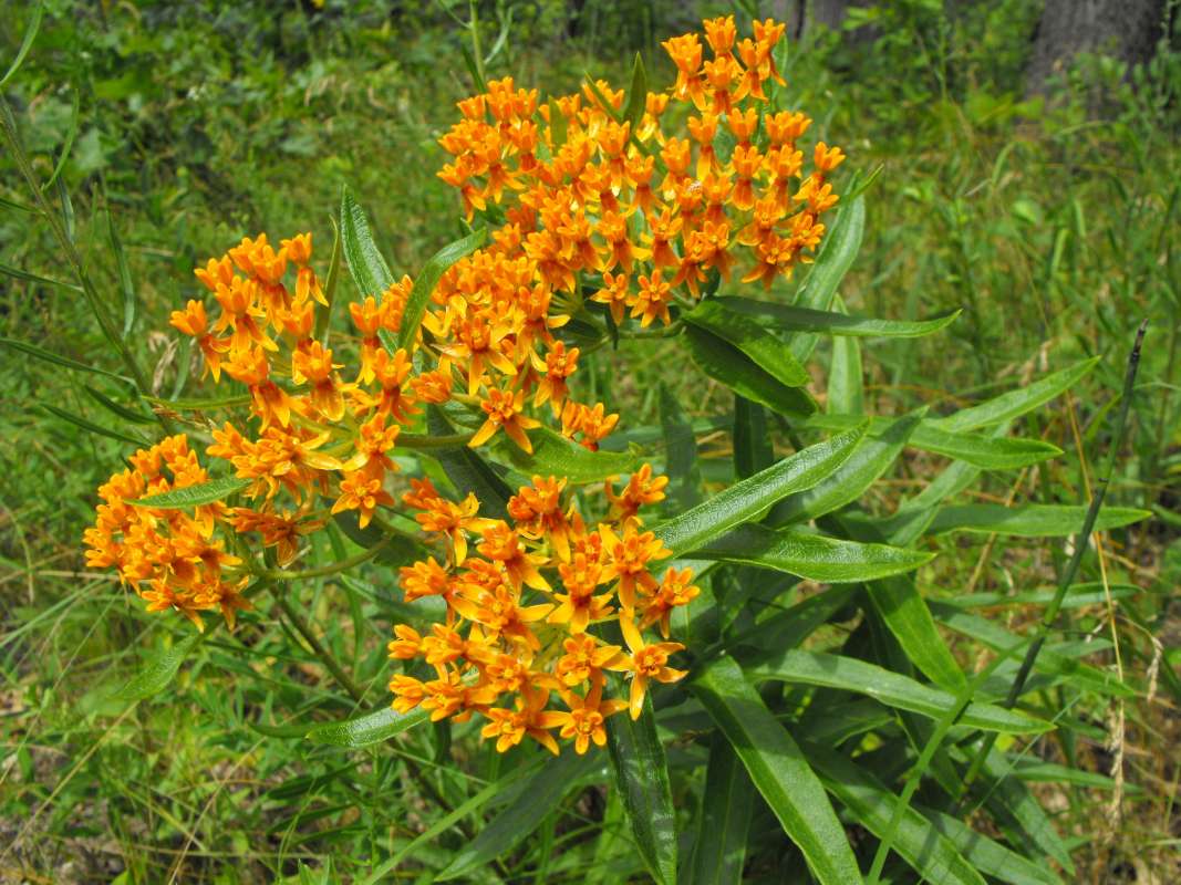 Top of Plant in Bloom<br>(Location of Picture: Zion Beach SP, Il, July 25, 2013)