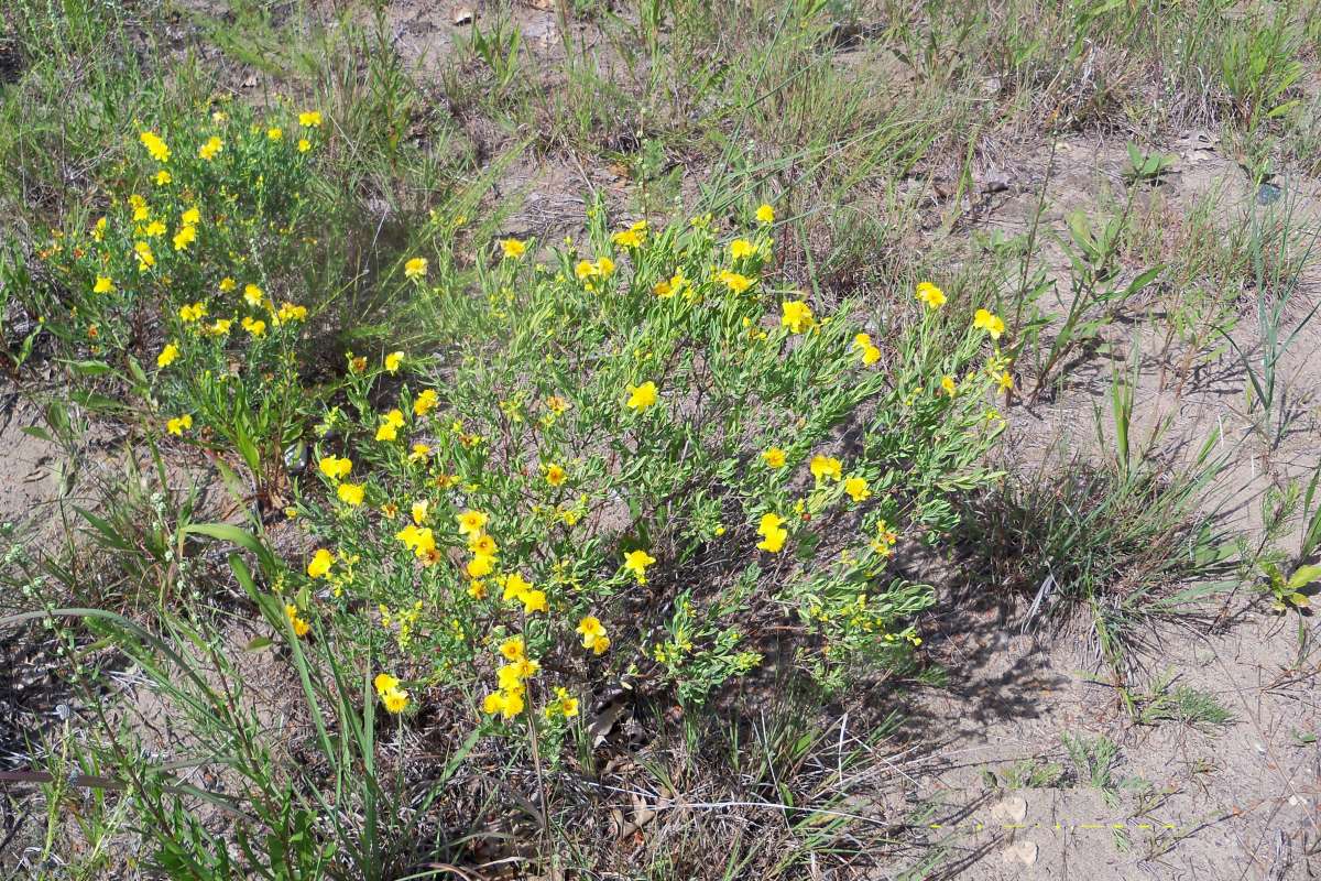 Habitat View<br>(Location of Picture: Zion Beach SP, Il, July 25, 2013)