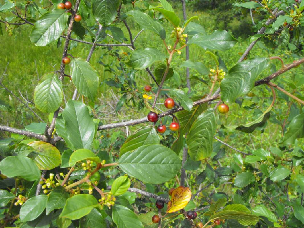 Top of Plant in Bloom<br>(Location of Picture: Zion Beach SP. Il., July 25, 2013)