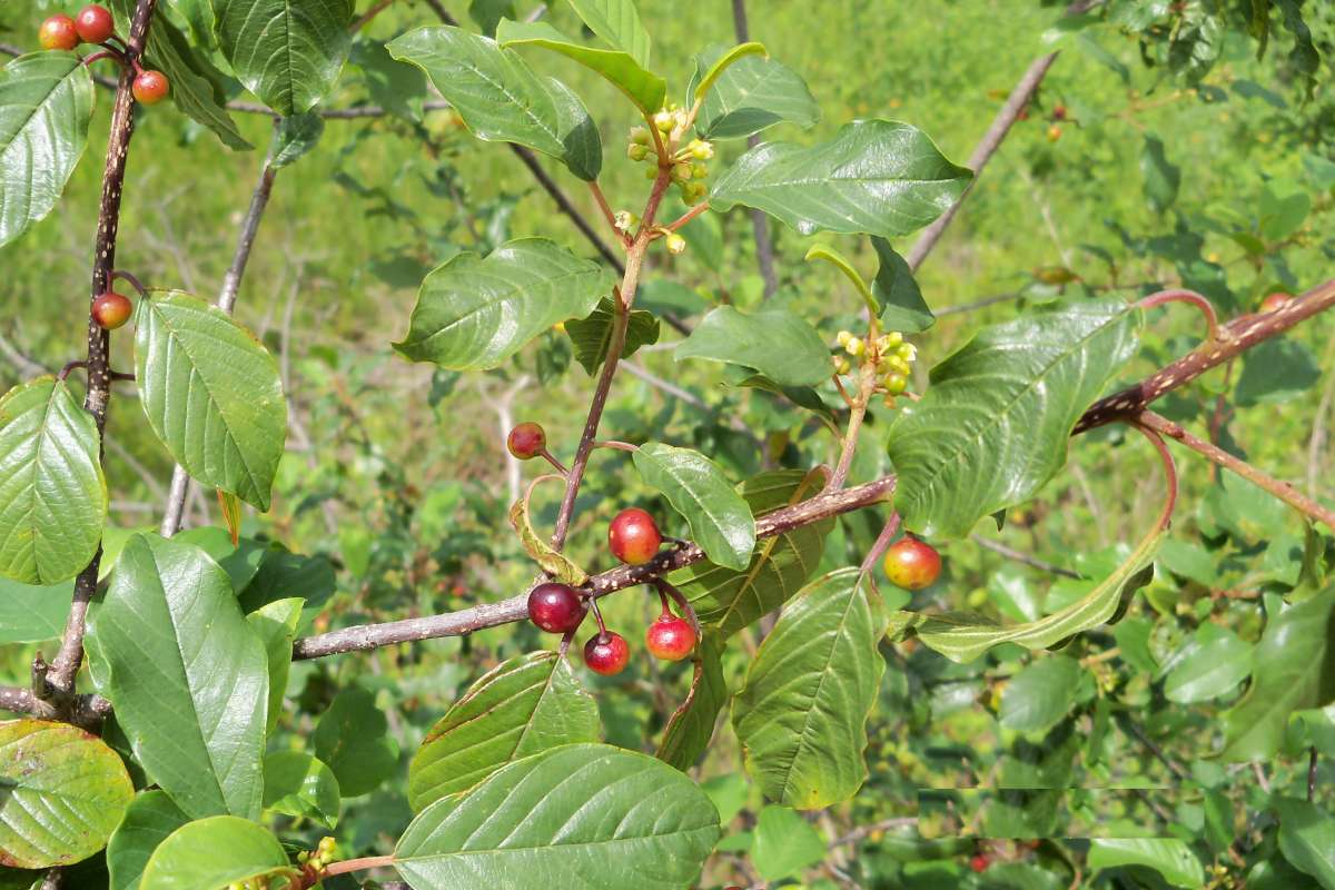 Fruits<br>(Location of Picture: Zion Beach SP. Il., July 25, 2013)