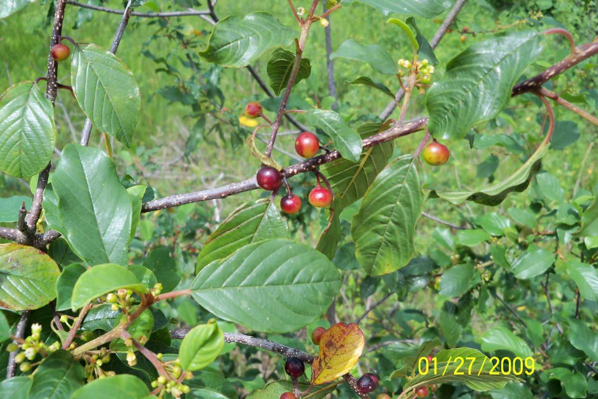 Leaves<br>(Location of Picture: Zion Beach SP. Il., July 25, 2013)