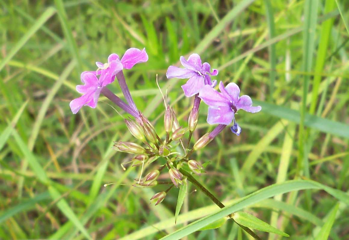Flowers - Close View<br>(Location of Picture: Zion Beach SP, Il., July 25, 2013)