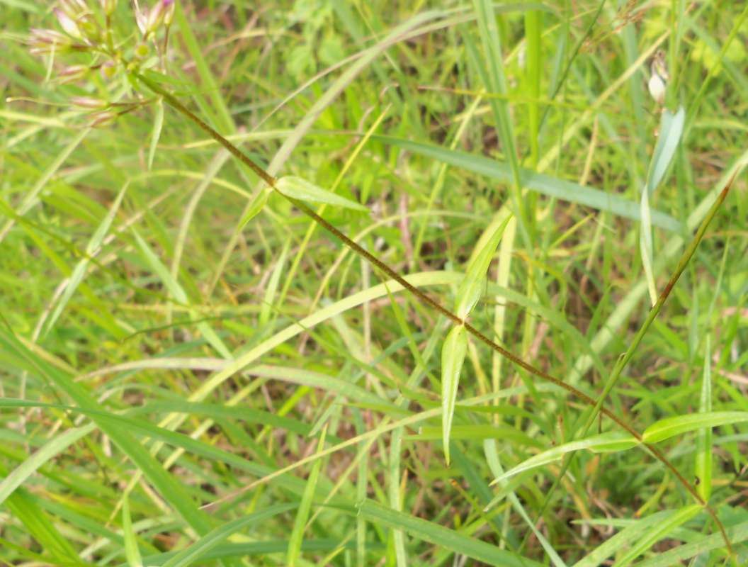 Stem and 4 Sets of Leaves<br>(Location of Picture: Zion Beach SP, Il., July 25, 2013)
