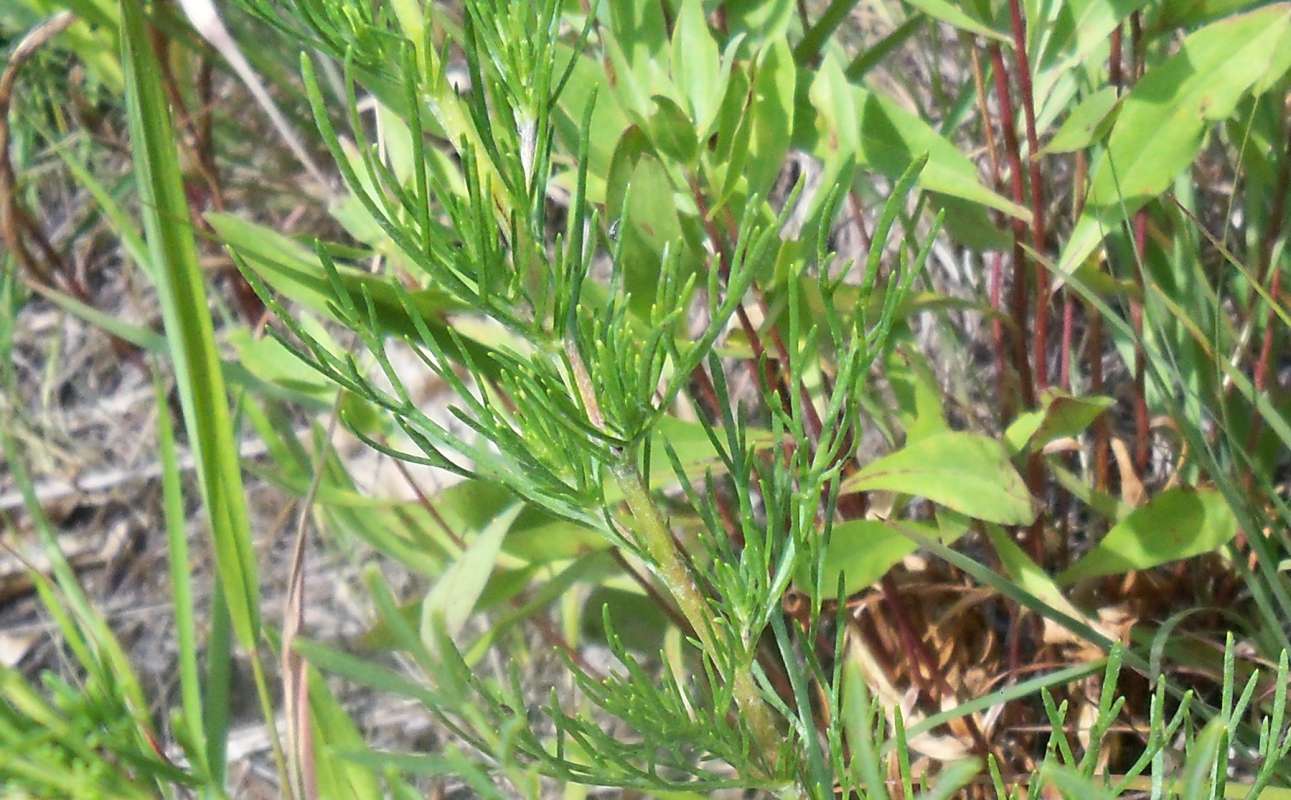 Stem and Leaves<br>(Location of Picture: Zion Beach SP, Il, July 25,2013)