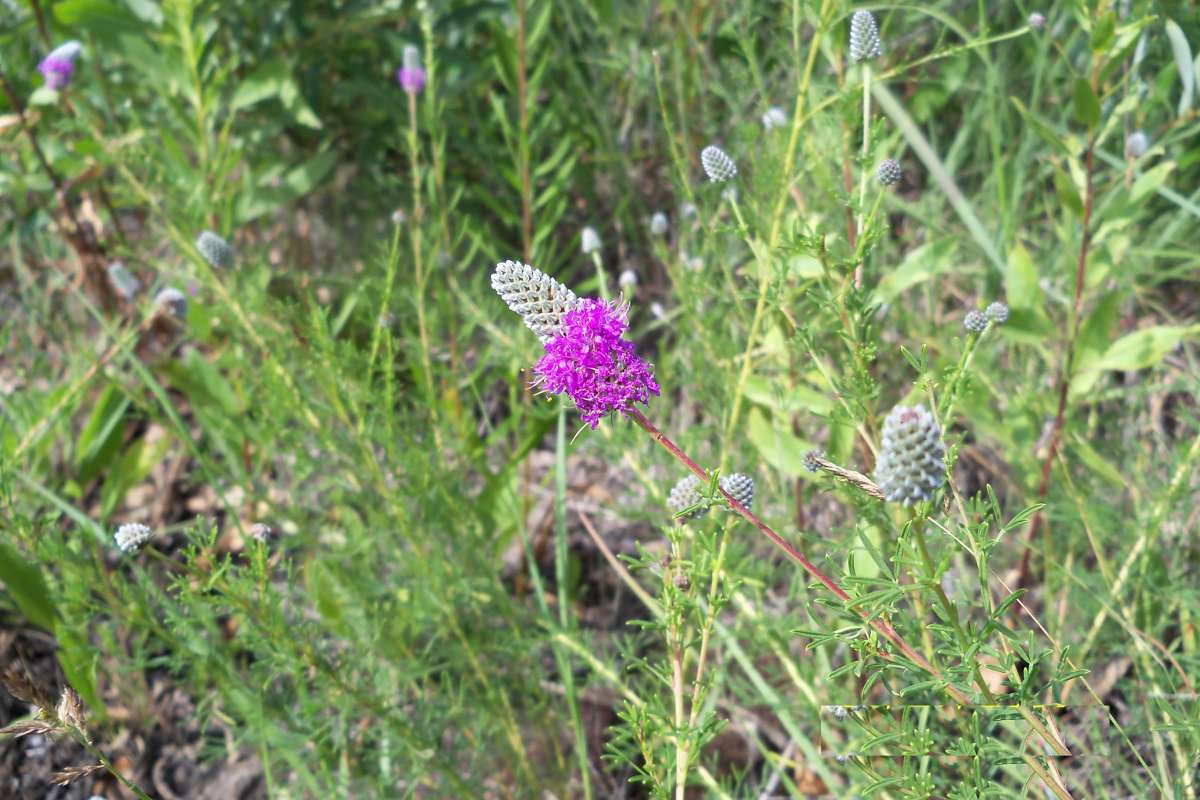 Top of Plant in Bloom<br>(Location of Picture: Zion Beach SP, Il, July 25,2013)