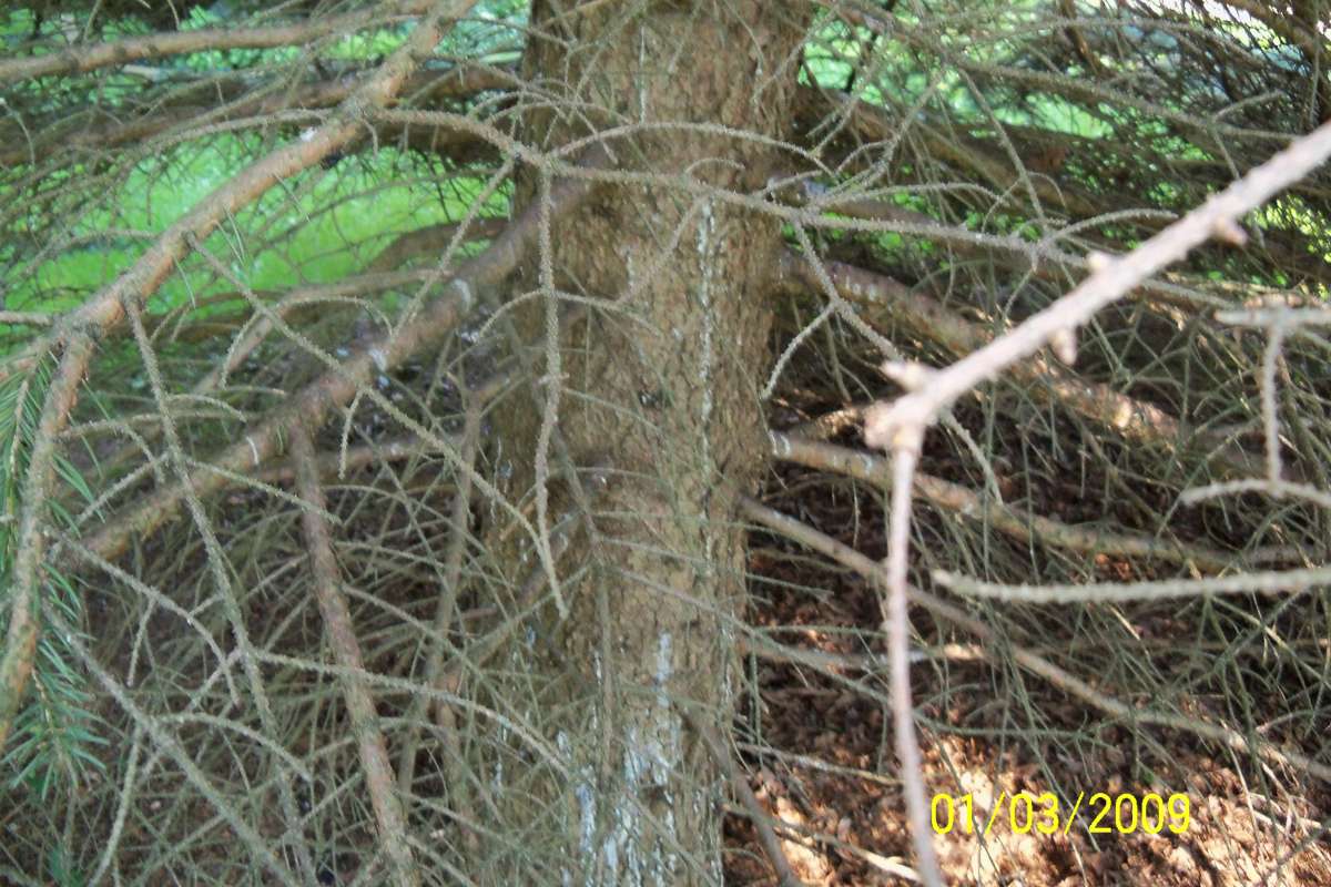 Trunk of 30 foot ornamental<br>(Location of Picture: McHenry, Illinois, 60013)