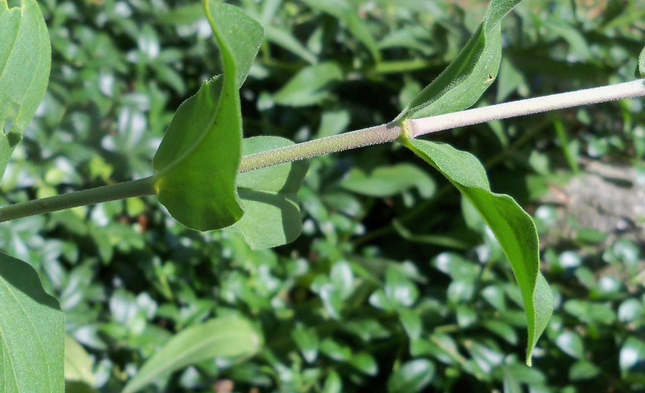 Stem - Close View<br>(Location of Picture: Garden Weed, Mchenry, Il, USA, 2013)