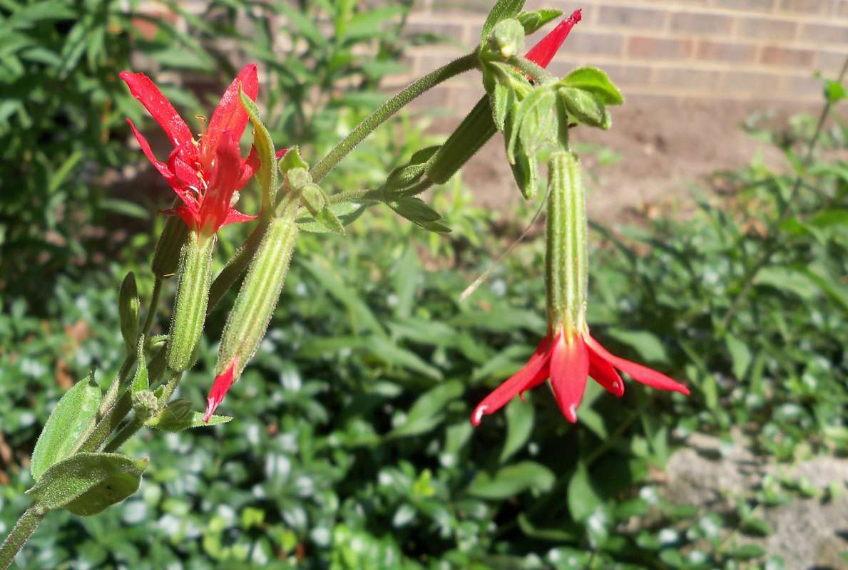 Top of Plant in Bloom<br>(Location of Picture: Garden Weed, Mchenry, Il, USA, 2013)