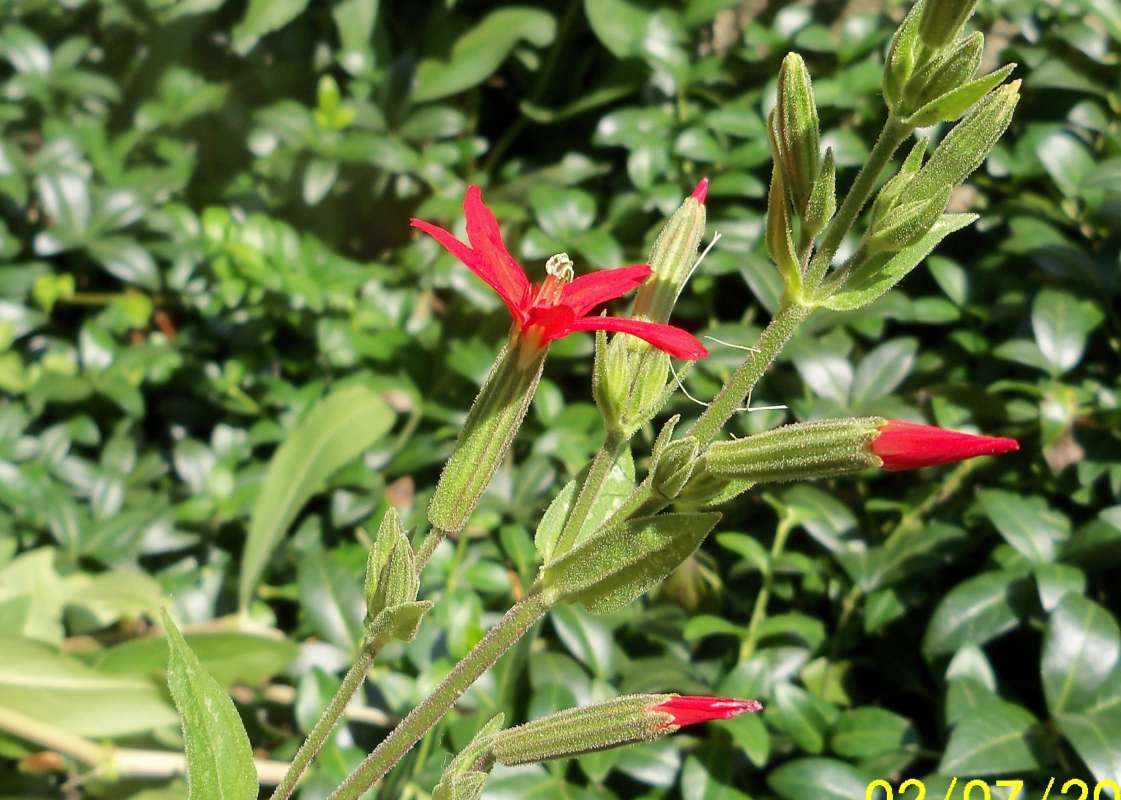 Flower - Side View<br>(Location of Picture: Garden Weed, Mchenry, Il, USA, 2013)
