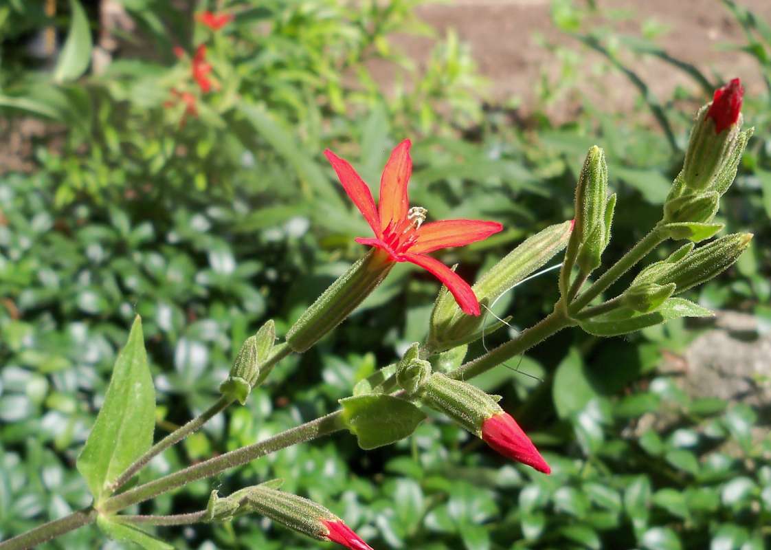 Flower - Angle View<br>(Location of Picture: Garden Weed, Mchenry, Il, USA, 2013)