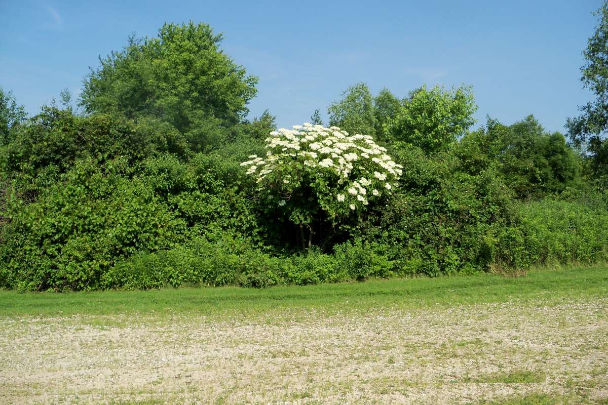 Habitat<br>(Location of Picture: Near Fox River, McHenry, Il, 2013)