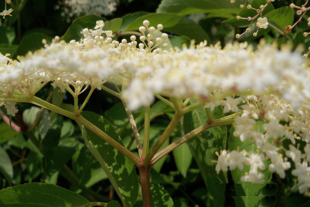 Umbel<br>(Location of Picture: Near Fox River, McHenry, Il, 2013)