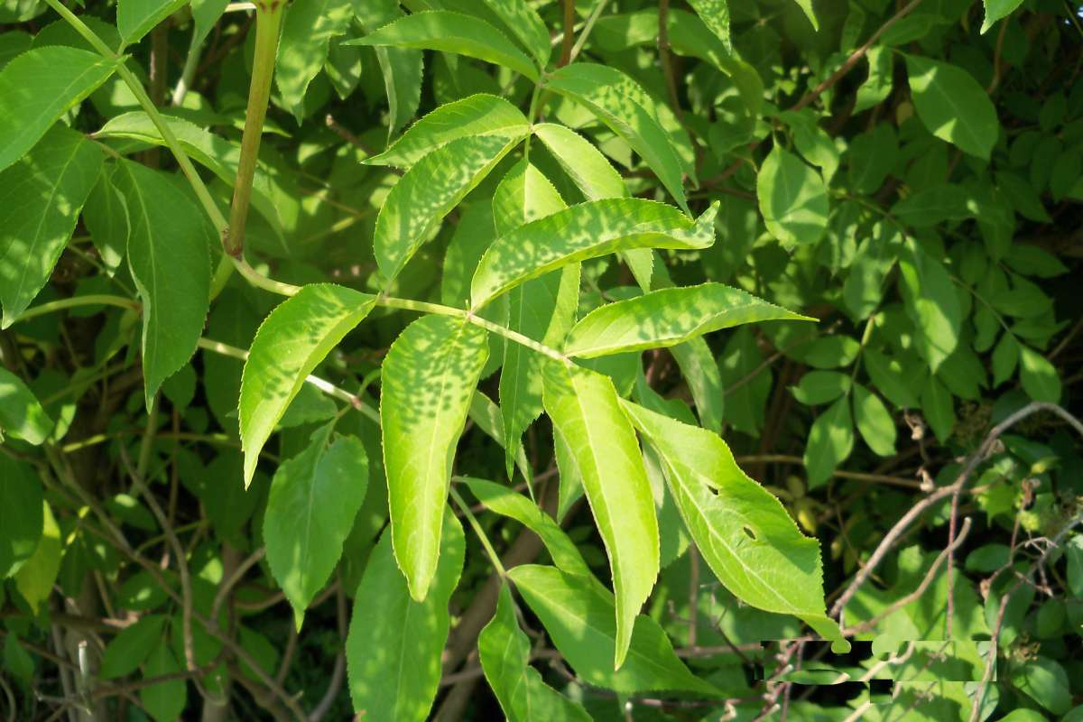 Leaves<br>(Location of Picture: Near Fox River, McHenry, Il, 2013)