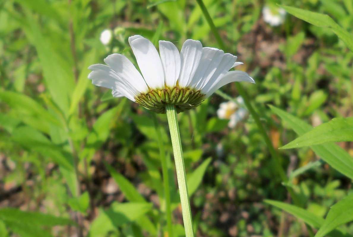 Flower - Side View<br>(Location of Picture: Near Fox River, McHenry, Il, 2013)