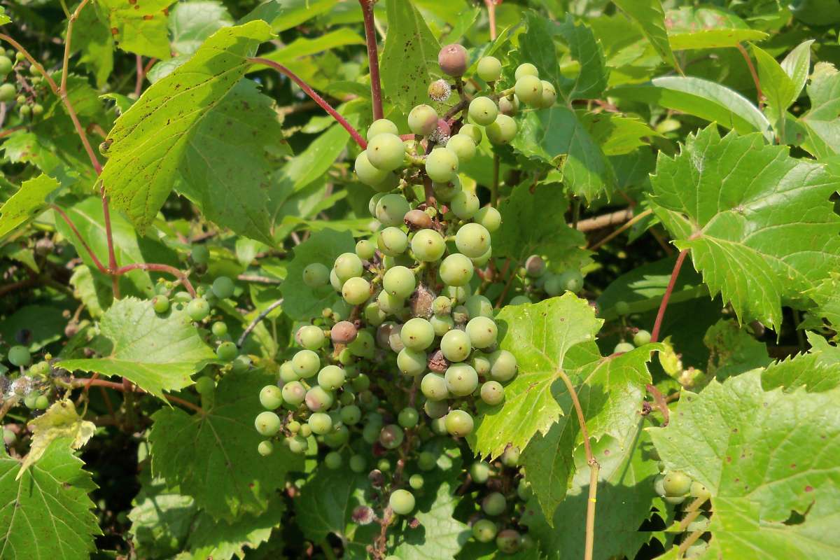 Young Fruit<br>(Location of Picture: Near Fox River, Mchenry, Il, 2013)