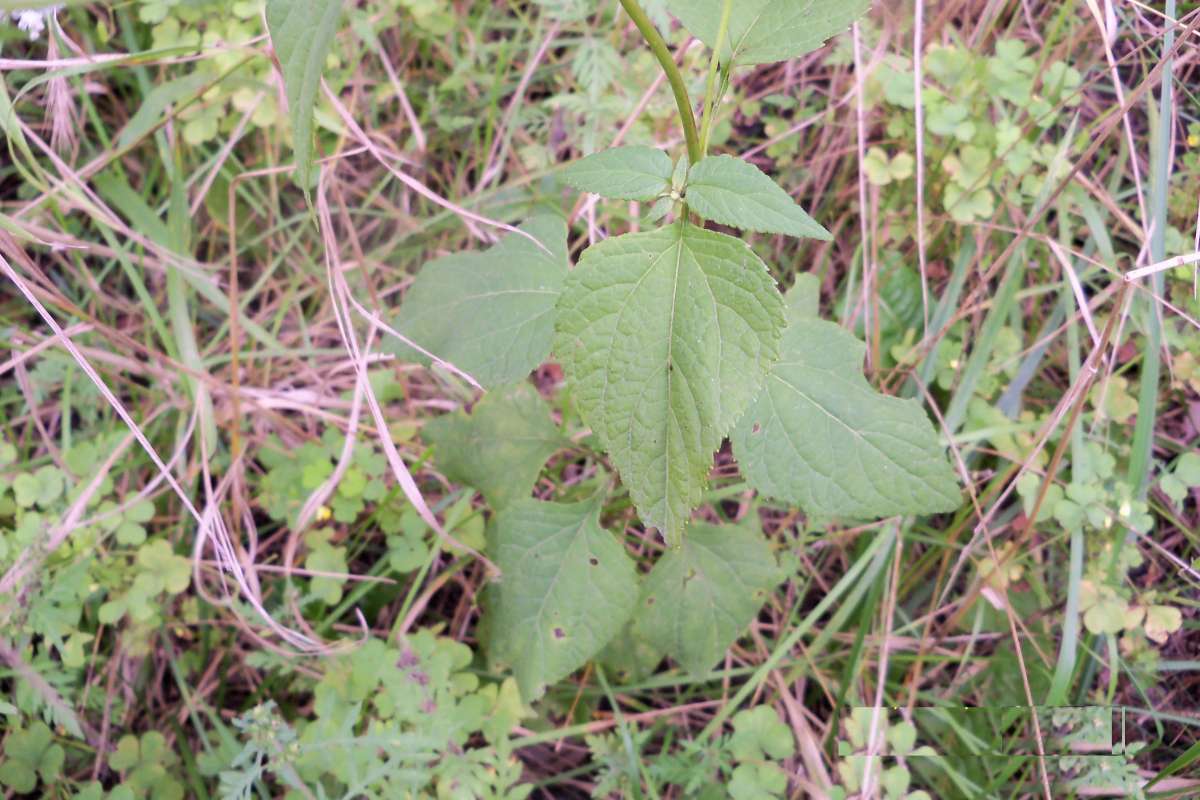 Leaf - 3 Main Veins<br>(Location of Picture: Stearn's Woods, USA, Sept 7, 2013)