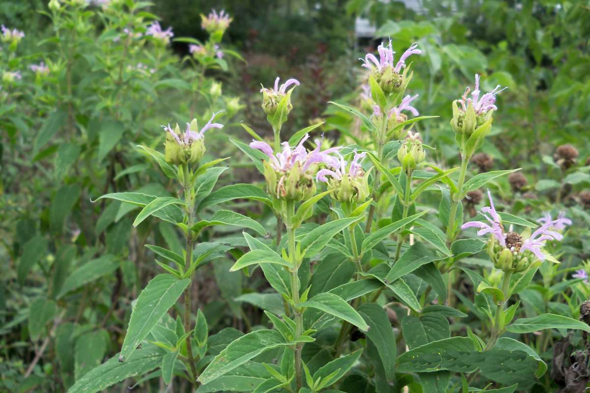 Silhouette<br>(Location of Picture: Stearn's Woods, Il, Sept 7, 2013)