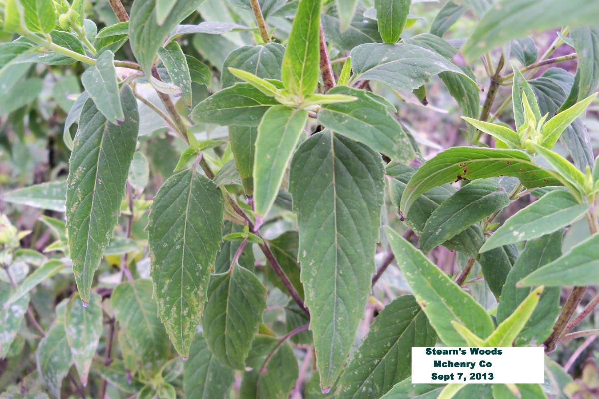 Leaf<br>(Location of Picture: Stearn's Woods, McHenry Co, Il)