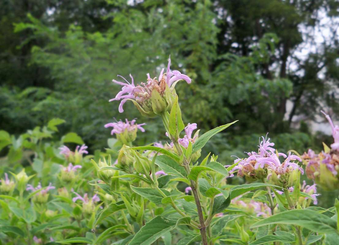 Flower Head - Side View<br>(Location of Picture: Stearns Woods, Crystal Lake, Il)