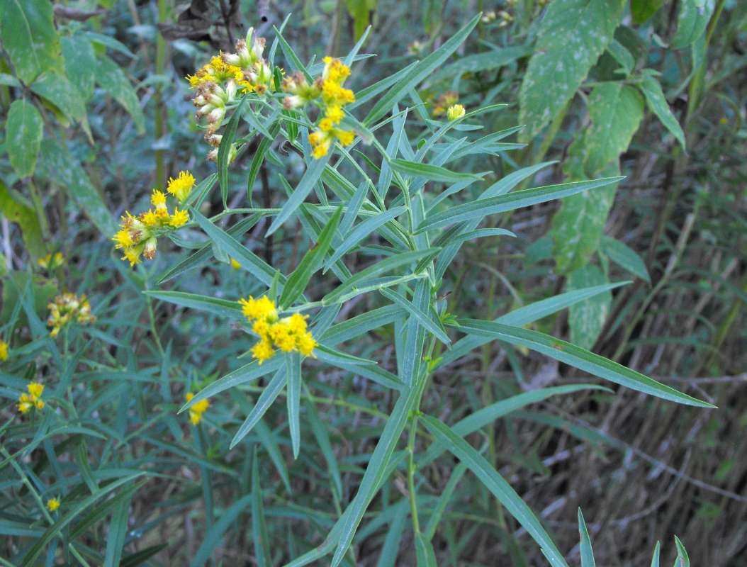 Leaves<br>(Location of Picture: Stearn's Woods, Crystal Lake, Il)