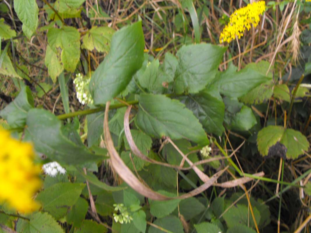 Typical Leavaes<br>(Location of Picture: Stearn's Woods, Crystal Lake, Il)