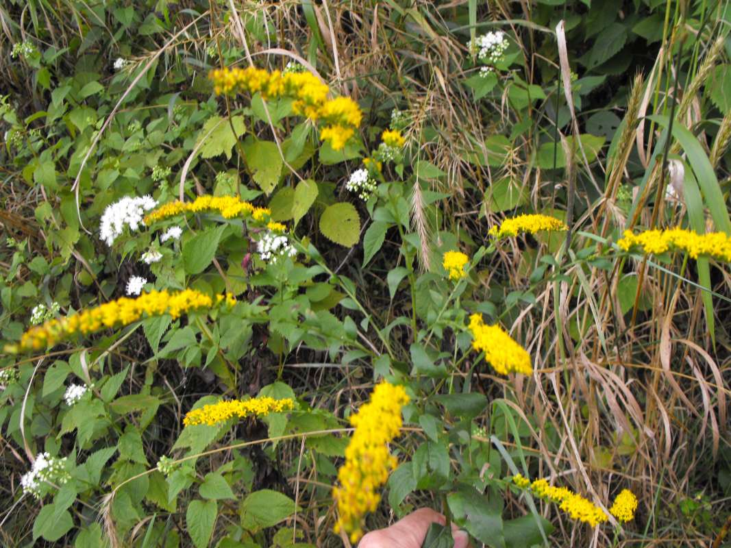 Habitat View<br>(Location of Picture: Stearn's Woods, McHenry Co, Sept 7)