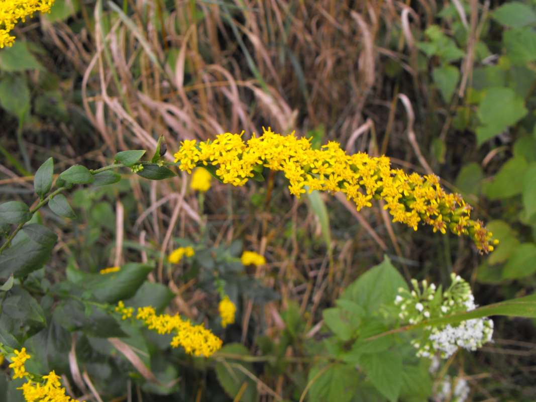 Wand Showing 4-5 Yellow Rays<br>(Location of Picture: Stearn's Woods, Il., Sept 7, 2013)