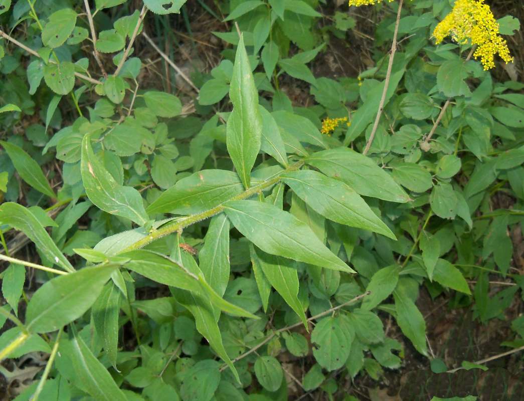 Stem and Upper Leaves<br>(Location of Picture: Stearn's Woods, Crystal Lake, 2013)