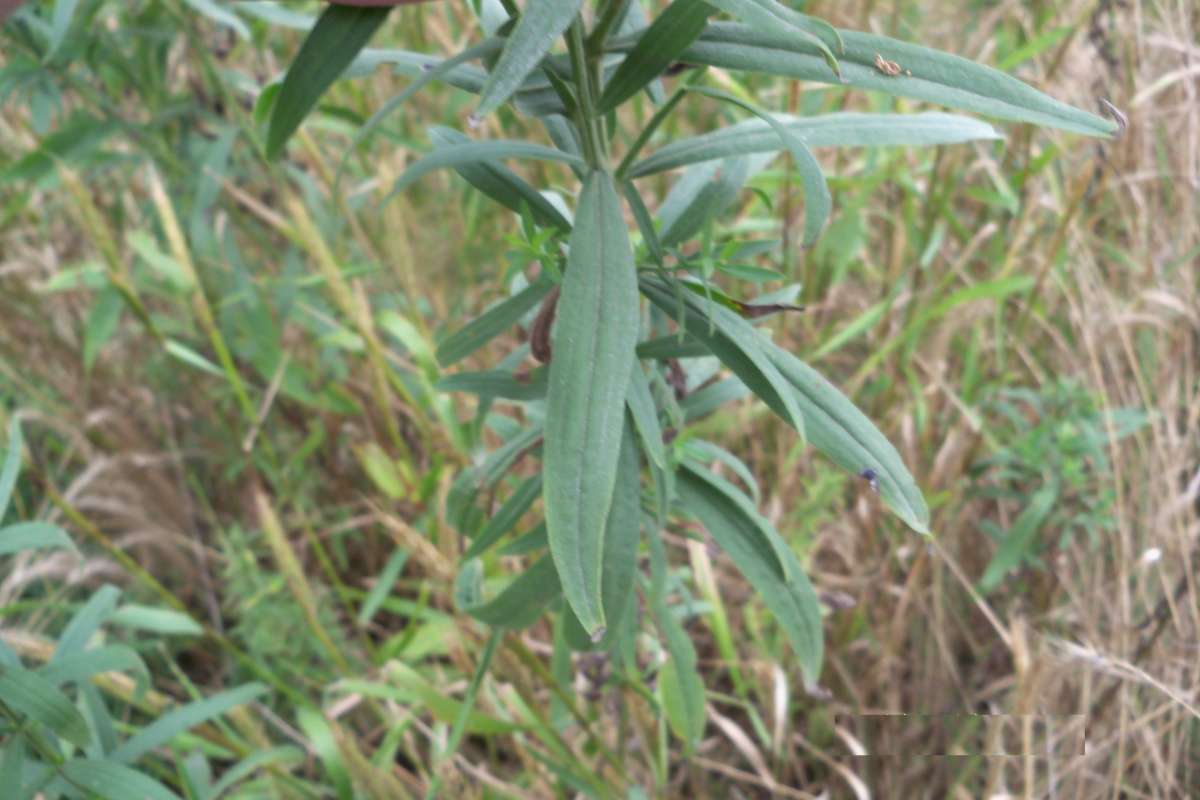 Leaves<br>(Location of Picture: Stearm's Woods, IX 3, Illinois)