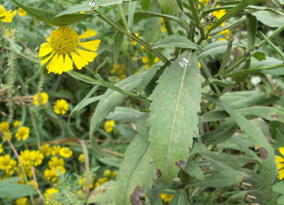 Leaf<br>(Location of Picture: Stearn's Woods, Crystal Lake, Il)