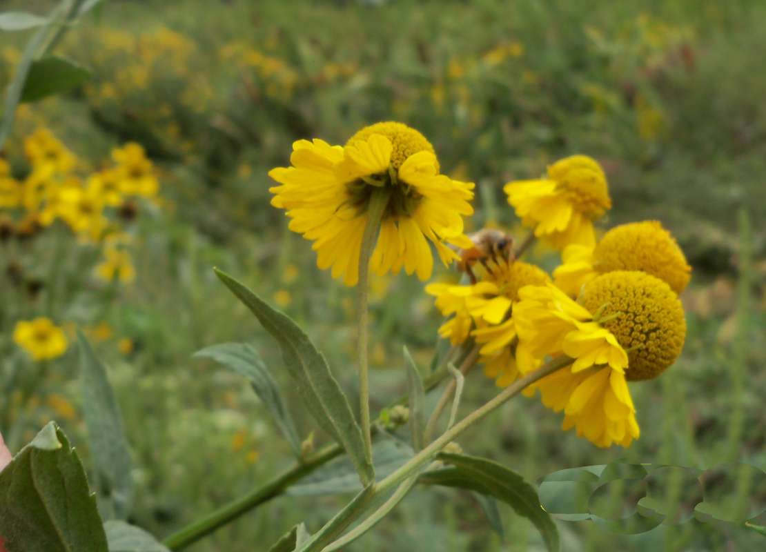 Flower Side or Rear View<br>(Location of Picture: Stearn's Woods, Illinois, Sept 7)