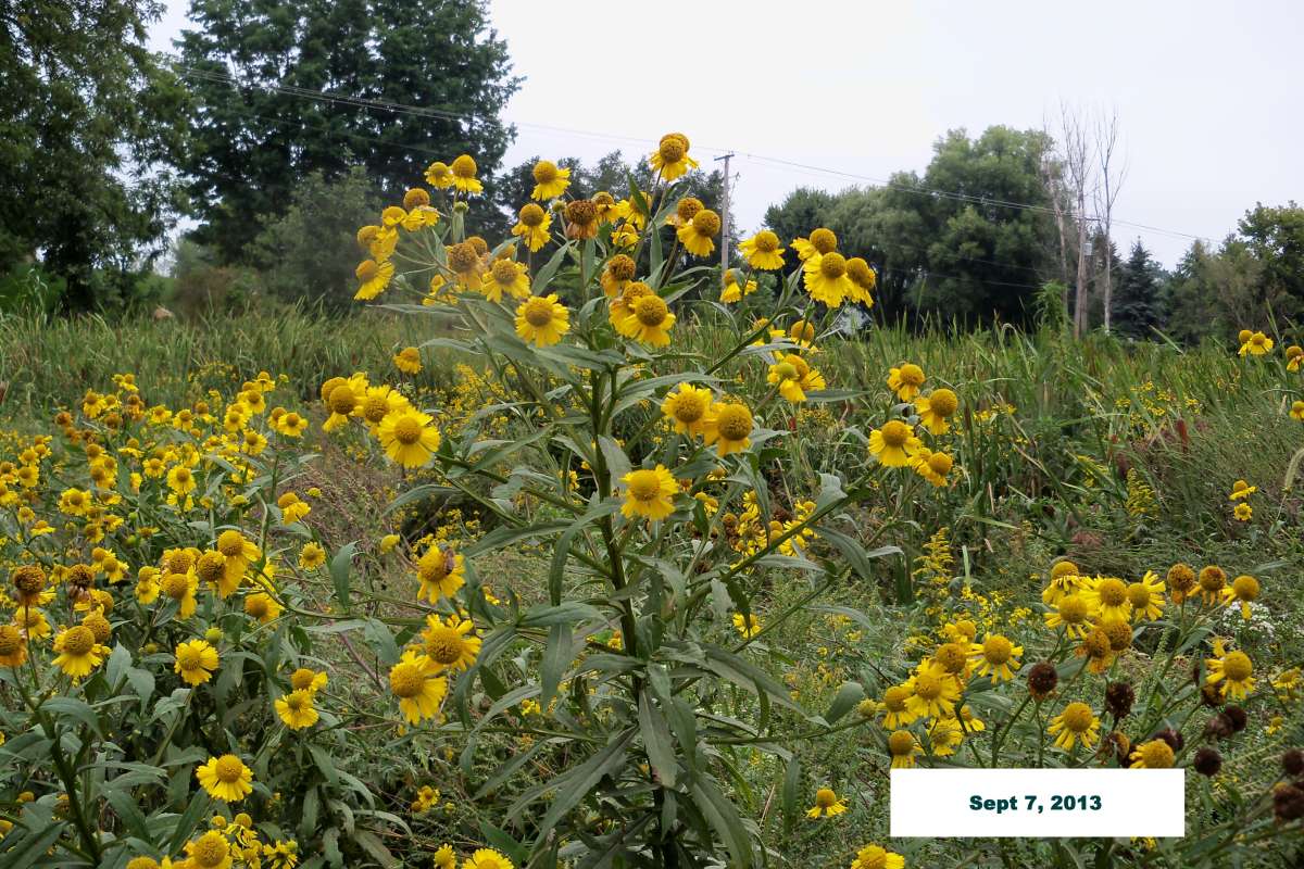 Habitat View<br>(Location of Picture: Stearn's Woods, Il, Sept 7, 2013)