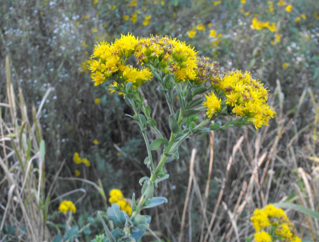 Top of Plant in Bloom<br>(Location of Picture: Stearn's Woods, Illinois, Sept 7)