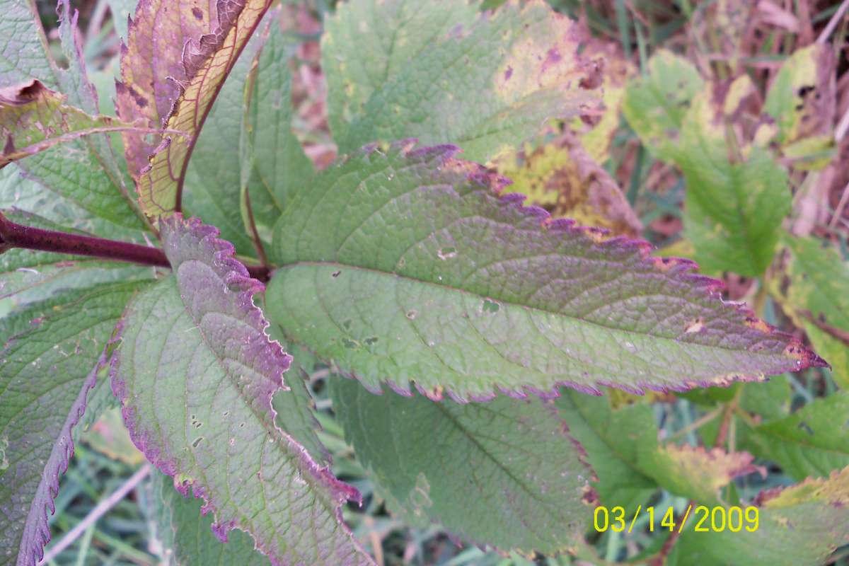 Leaf<br>(Location of Picture: Stearn's Woods, Illinois, Sept 7)