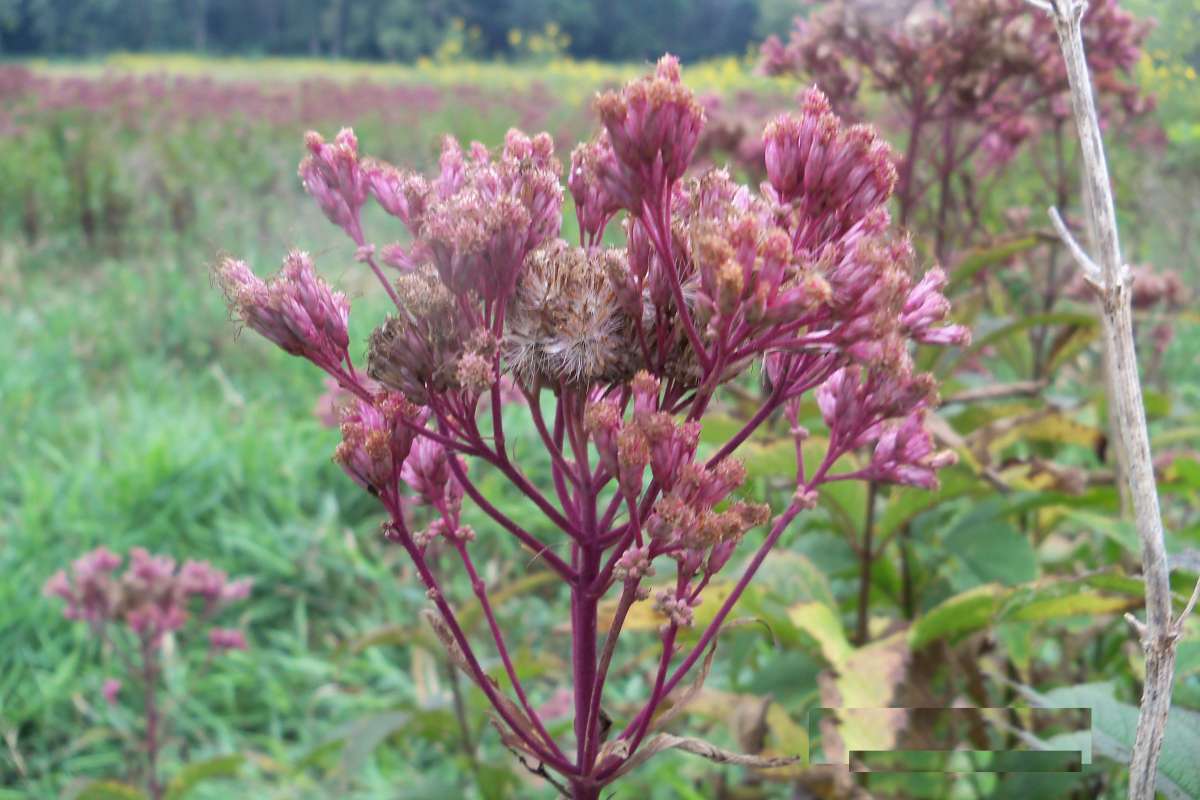 Flower Head - Large Side View<br>(Location of Picture: Stearns Woods, Sept 7, 2013)