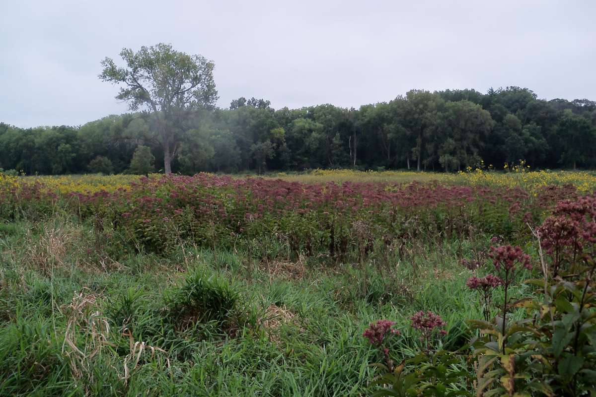 Habitat View<br>(Location of Picture: Stearns Woods, Sept 7, 2013)