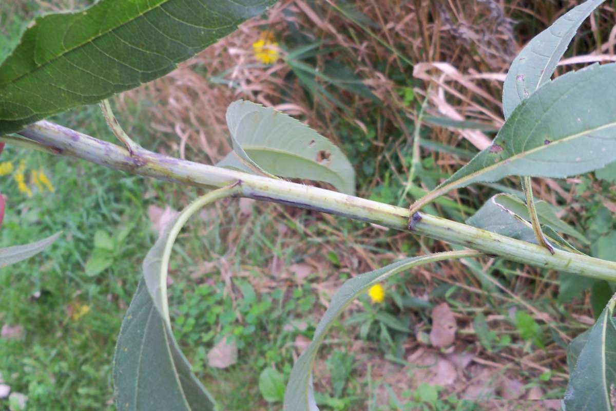 Pale Stem