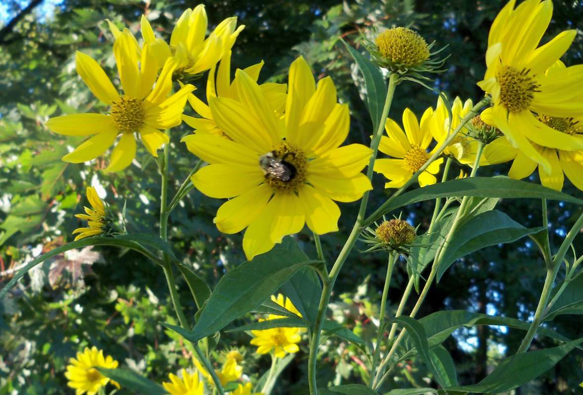 Flowers - Front View,  (14 Yellow Rays)<br>(Location of Picture: Stearn's Wds, Il, Sept 13, 2013)