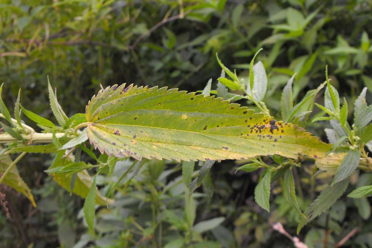 Lanceolate Leaf<br>(Location of Picture: Stearns Wds, Il, USA, Sept 7, 2013)